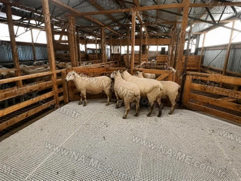FRP grating floor under sheep in a pen