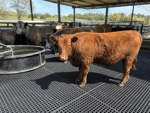 FRP grating flooring in a cattle barn