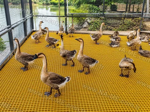 FRP grating floor on a goose farm