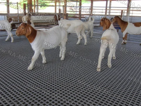FRP grating floor in a goat pen