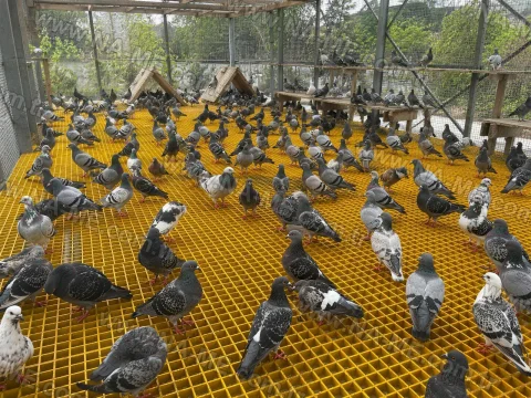 FRP grating flooring in a poultry litter area