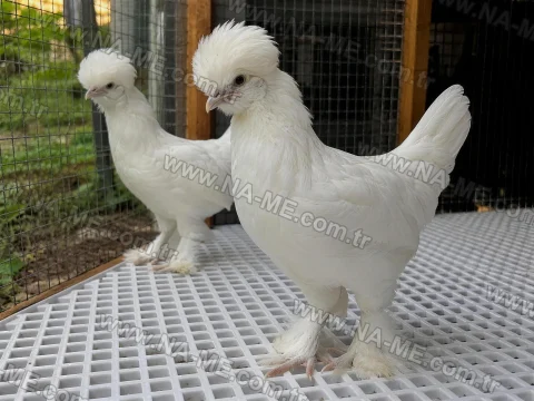 FRP grating floor under chickens in a coop