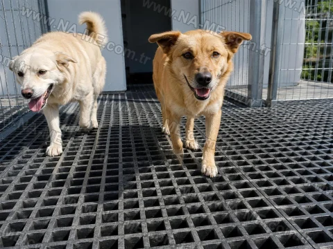 FRP grating flooring in a dog shelter